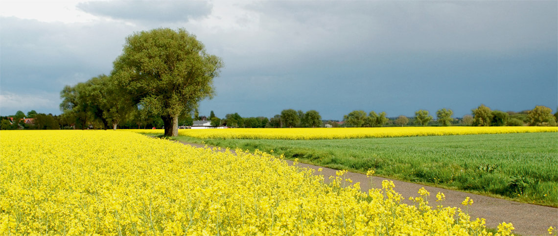 Hannover Garbsen, Rapsfeld